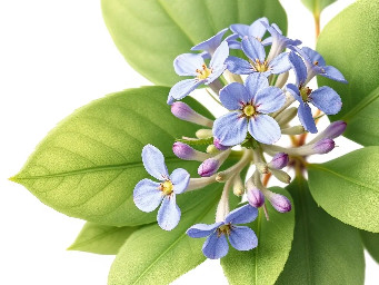 A delicate botanical of Ruellia tuberosa with small green leaves and medium blue, purple flowers, minimal style, isolated on white background.