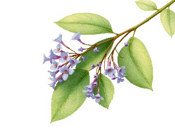 A delicate botanical branch of Ruellia tuberosa with green leaves and small blue, purple flowers, minimal style, isolated on white background.