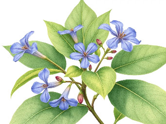 A delicate botanical of Ruellia tuberosa withgreen leaves and  blue, purple flowers (leaves and flowers have the same size), minimal style, isolated on white background.