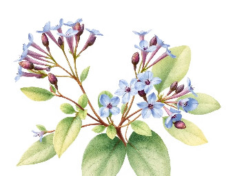 A delicate botanical of Ruellia tuberosa with small green leaves and medium blue, purple flowers, minimal style, isolated on white background.