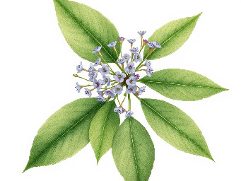 A delicate botanical branch of Ruellia tuberosa with green leaves and small blue, purple flowers, minimal style, isolated on white background.